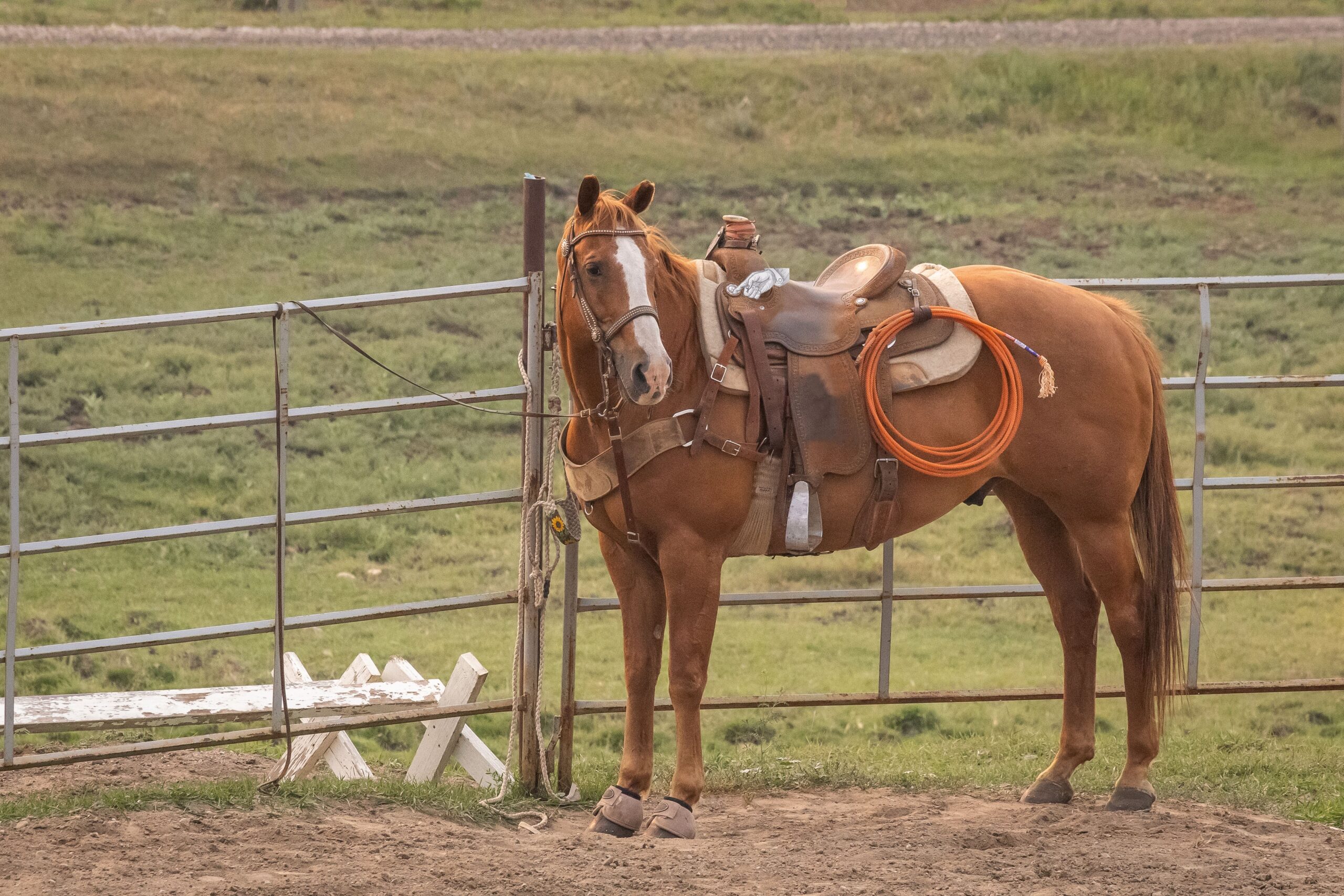 Chestnut horse in a western saddle and tack, the inspiration for Craig Morse’s cowboy prayers